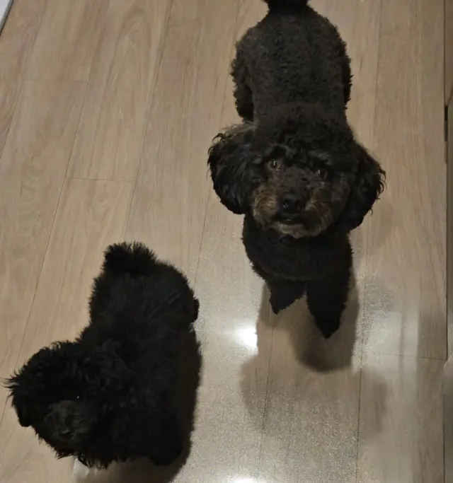 .

右≫看板犬「くまぞん君」
左≫新入り「ごまぞう君」

ふたりしてご飯待ち🍚の様子

開業して2ヶ月、
個人経営の大変さはもちろんありますが
往復2時間かけて通勤していた病棟勤務の時と比べると、愛犬達と過ごす時間が大幅に増えたことが幸せです🥹家族あってのお仕事。
自身のワーク・ライフ・バランスを大事にしつつ
細く長く地域に貢献していきたいと思います☺