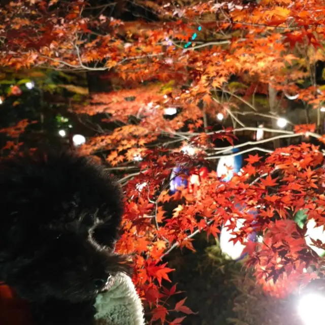 .

間々田八幡宮さんは
わんこ達もお散歩OKな神社ということで
気分転換してきました😍

弟のごまぞうは、紅葉🍁の葉っぱを食べるのに夢中

兄のくまぞんはお友達に頂いたクッキーに夢中😅

紅葉は大人達で満喫しました♡

わんず達もお付き合いありがとうございます🙇
