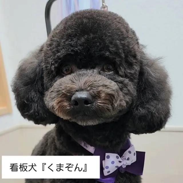 .

『くまちゃん介護タクシー』の由来を聞いていただくことが増えたので
看板犬のくまぞん君の紹介です✌

ニュースでお騒がせの熊さん達と違って温厚なわんこです🥹

よく食べ、よく遊び、よく眠る
2歳の男の子🐻

最近は弟ができて良き兄貴っぷりを見せて色々教えてくれる頼もしい存在です✨

介護タクシーに関連がなくても、わんこ繋がりでメッセージ等いただけると励みになります♫