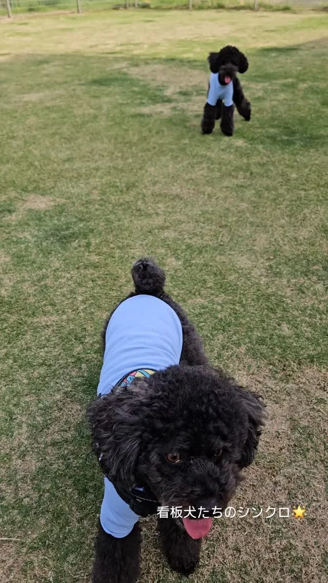 .

たまには看板犬たちのお仕事風景も📸パシャリ！

私のエネルギーの源！
『くまちゃん介護タクシー』の由来でもある
くまちゃん&ごまちゃん🐻

フリーランスに転向して、お留守番の時間は1/3くらいに減り家族との時間も増えました👏

汗だくで頭痛と戦いながらバタバタ走り回る日勤、お肌ボロボロ夜勤に疲れたそこの介護士さん、看護師さん、介護タクシーの開業はいかがでしょうか？😗（いつからコンサルティング業者に？）