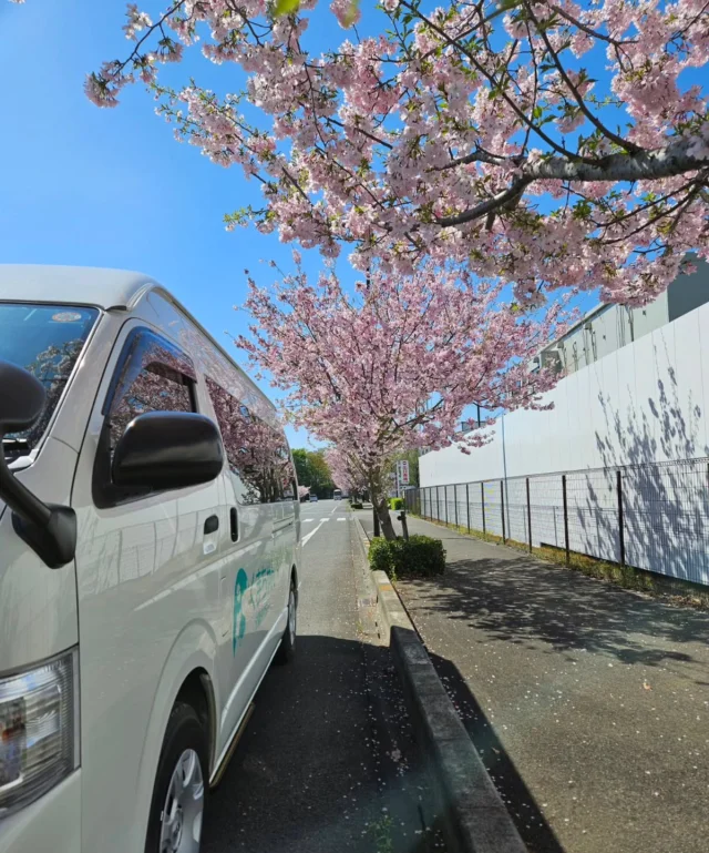 .

小山の思川桜とともにパシャリ📸
今日は晴天で気持ちが良かったです！